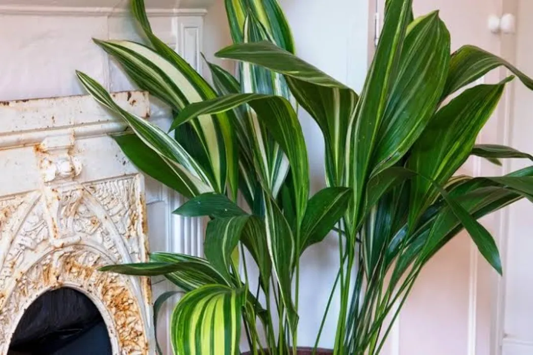 Cat Safe Plants