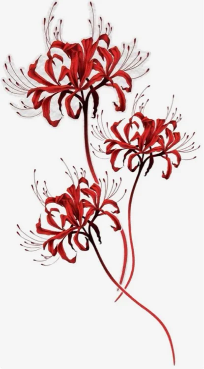 Spider Lily 