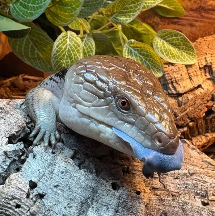 treat 4 da reptiles