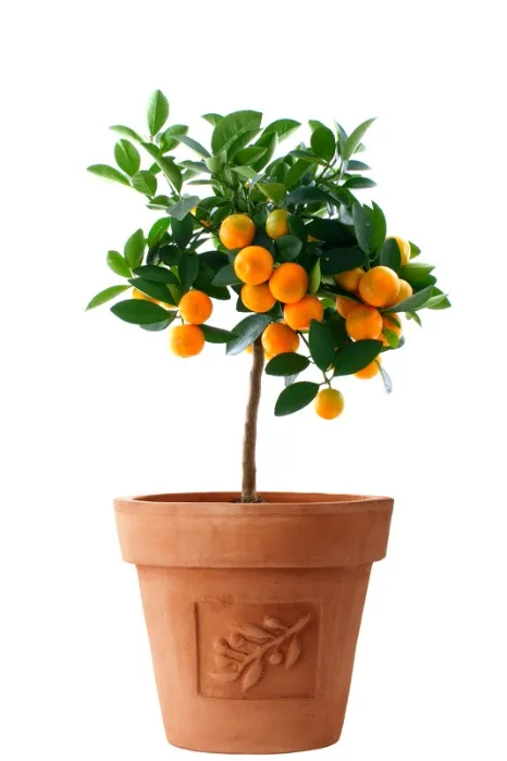 Plant nursery fund