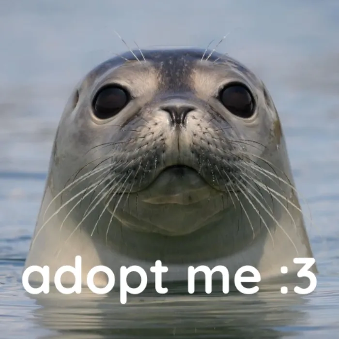 adopt a real life seal! 🦭