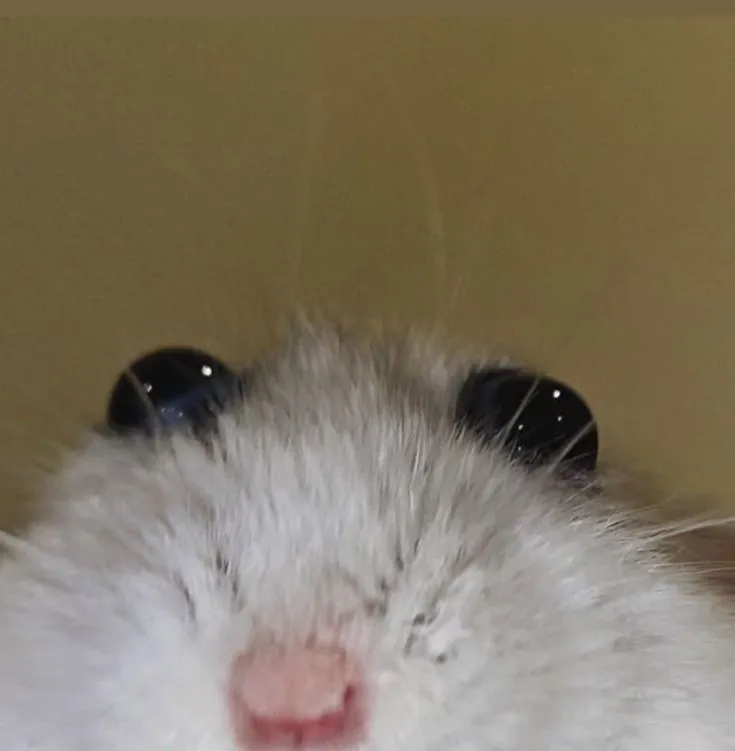 Snackies