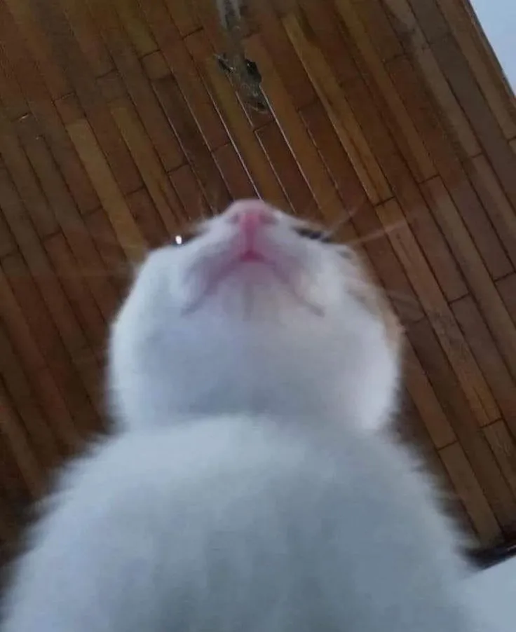 for stray!