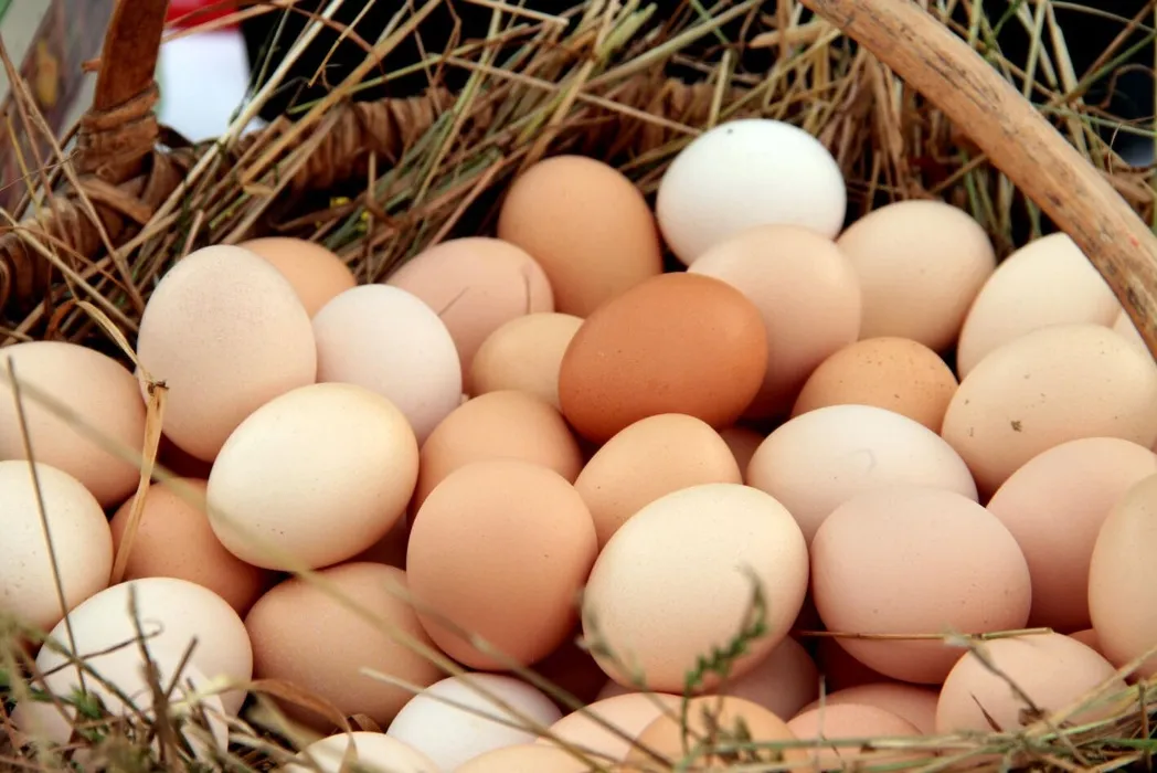 24 HUEVOS 