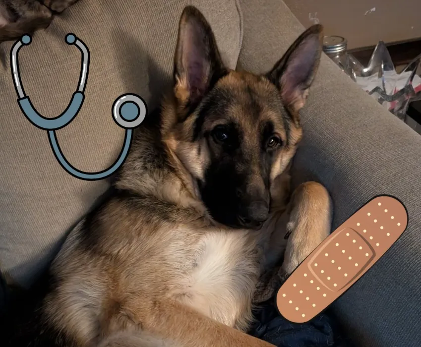 Help us Raise Vet Expenses for our Puppy!