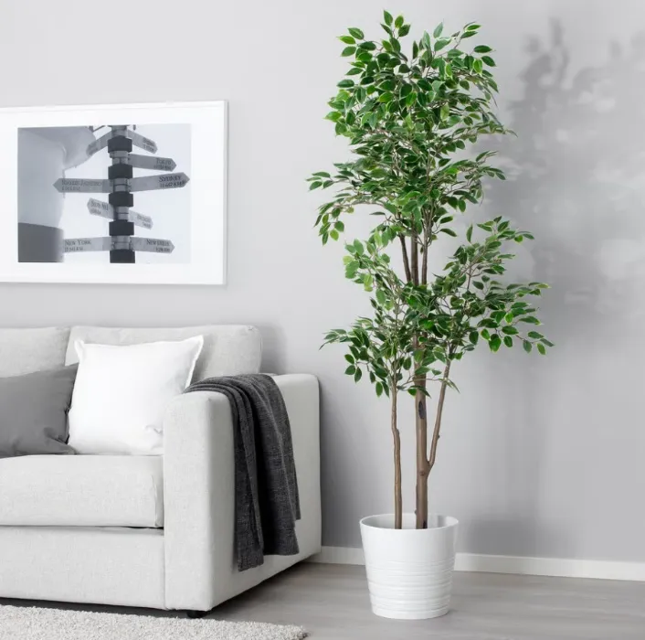big plant