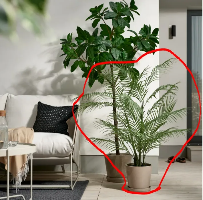 this plant