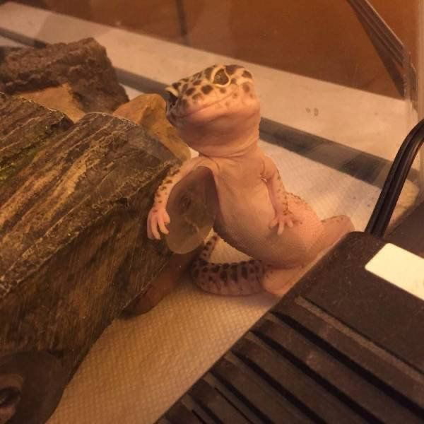 (Spicy Toy) Nora - Bluetooth Remote Control Rabbit Vibrator