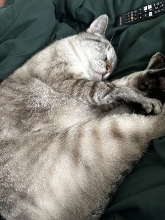 Help Me With My Cats Med Bills