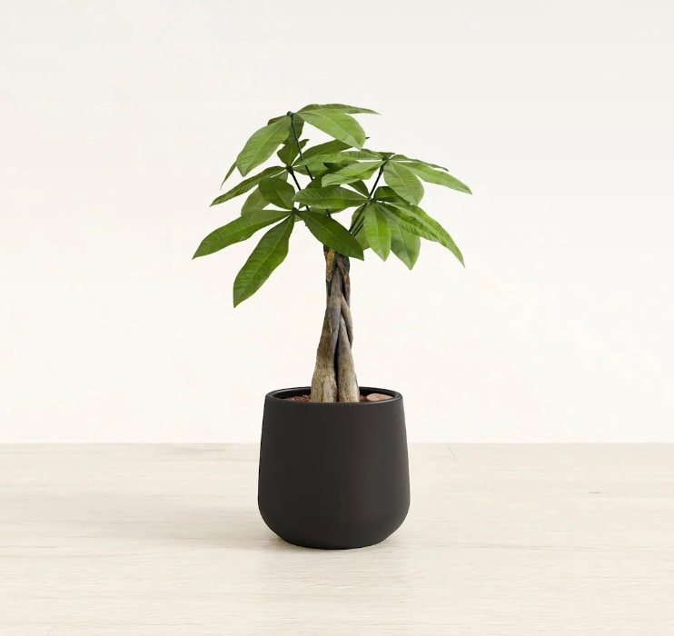 Small Money Tree: Self-Watering Tree | easyplant