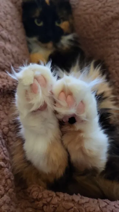 Cat Treats 50,00 € 