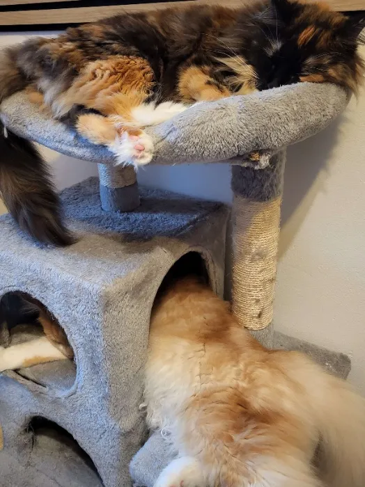 Cat Treats 10,00 €