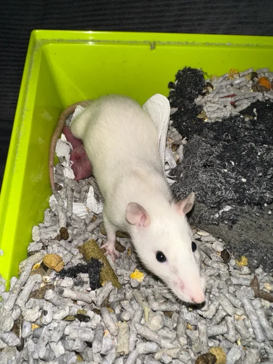Food for Rattos & Babies