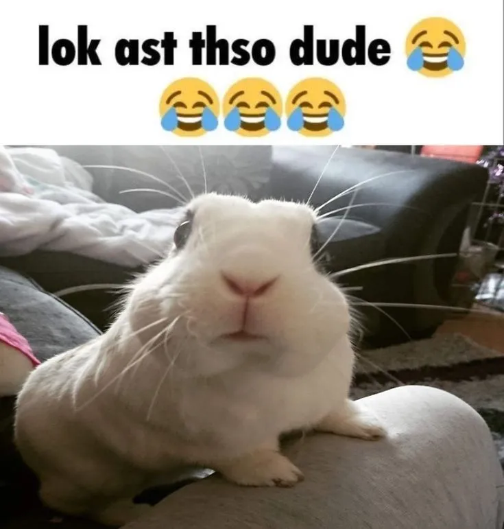 rabbit adoption fund