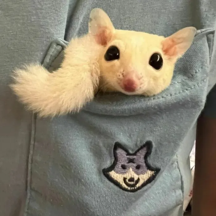 Sugar glider supplies!