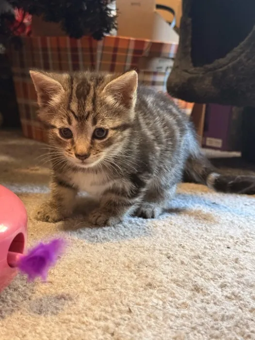 Vet for New Kitten(Sable)