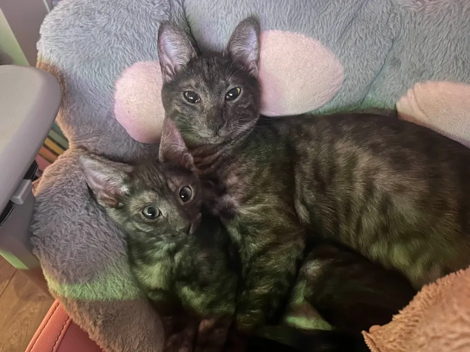 treats or toys for babies 