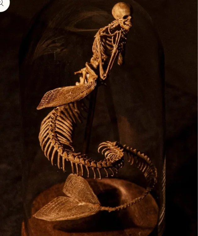 Naotstore - Mermaid Skeleton Curiosity Cabinet