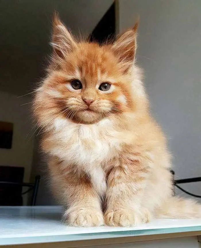 For the cats