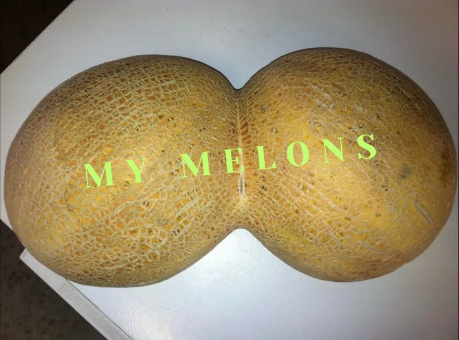 Melons for my Sanity (First Quarter)