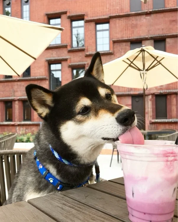 lil treat for puppy 