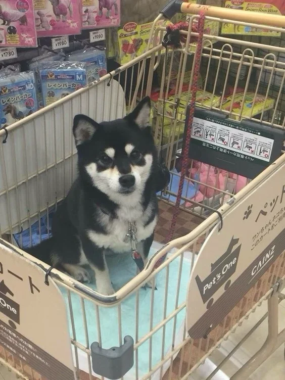 shopping trip for puppy ✨
