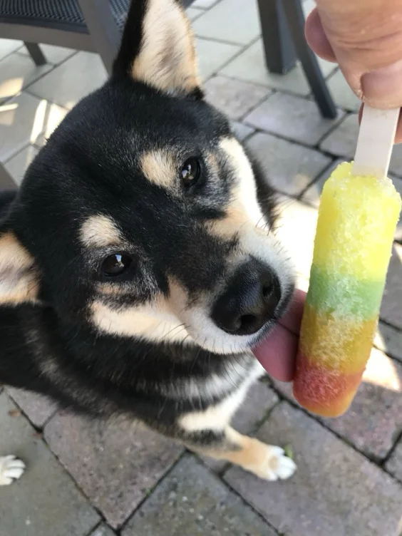 treat for puppy 