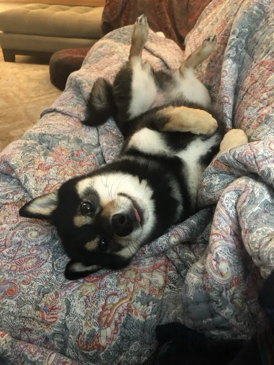 bellyrubs for the puppy 