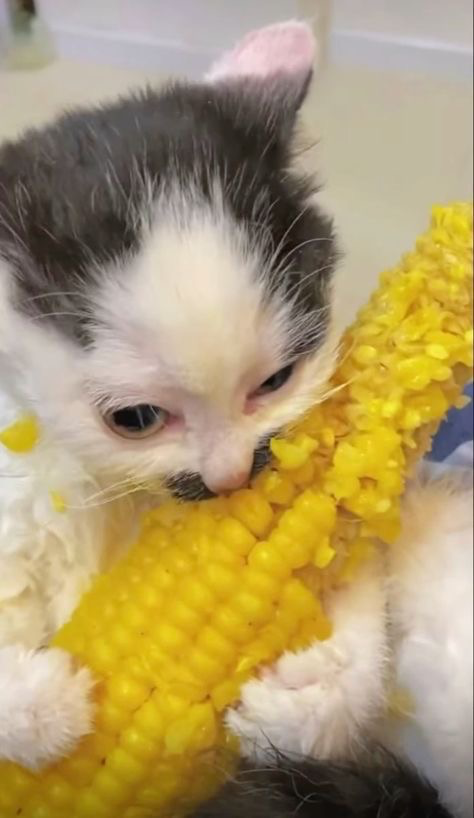 Get me dinner🥹🍝