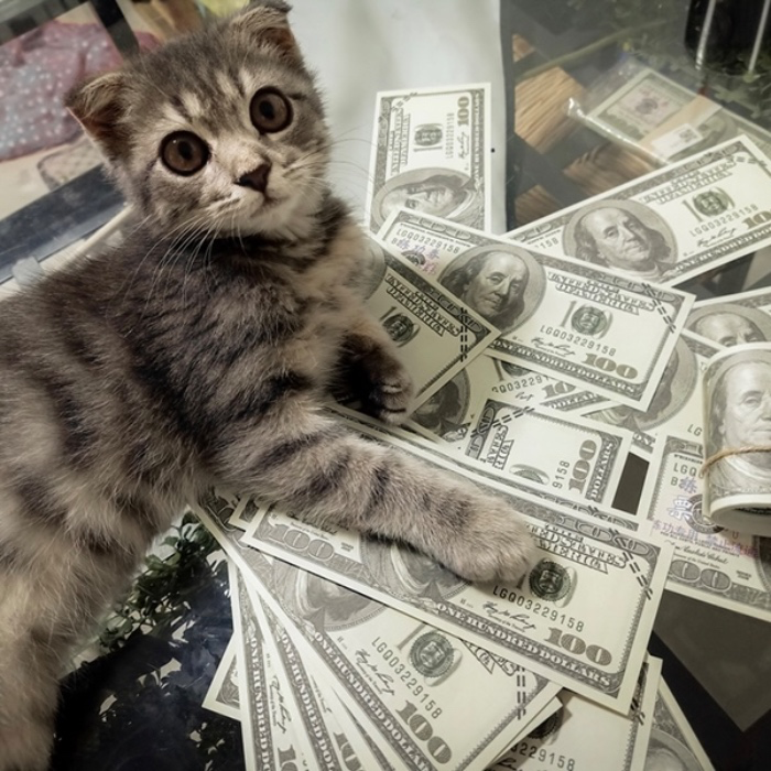 100$ 😦