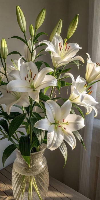 white lilies 