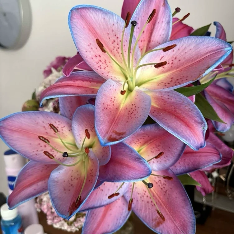 flowers 🌺 