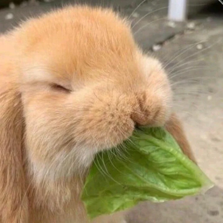 Bag of Lettuce