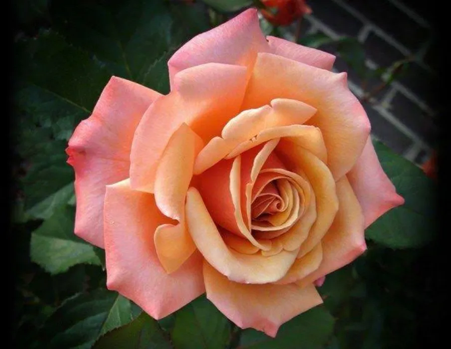 Rose bush for my garden