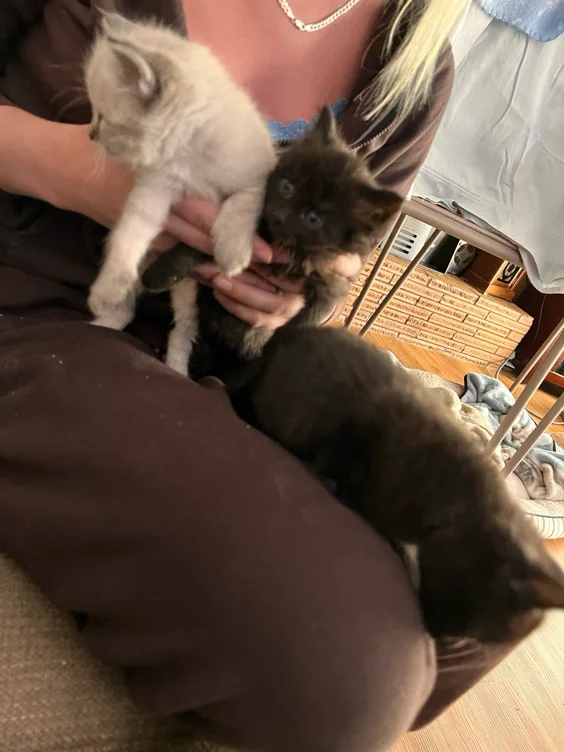 Donate | Support Feral Cats Today — Feral Cat Coalition