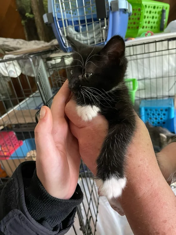 Donate to Oregon Humane Society