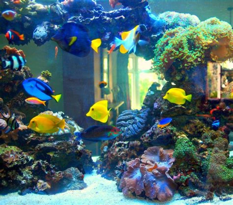 Aquarium Membership