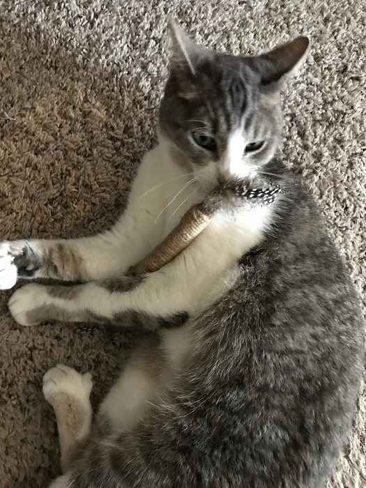 SIlvervine & Catnip Chew Toy