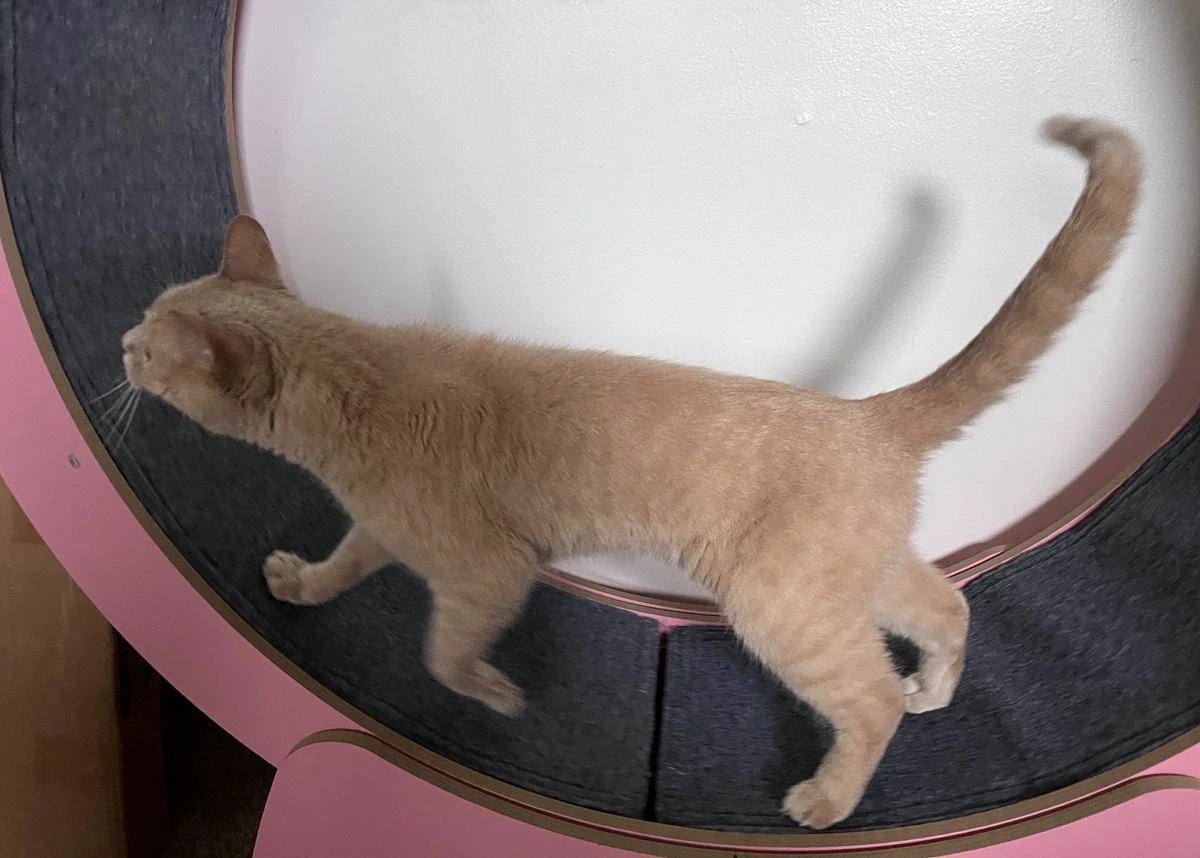 Cat Exercise Wheel