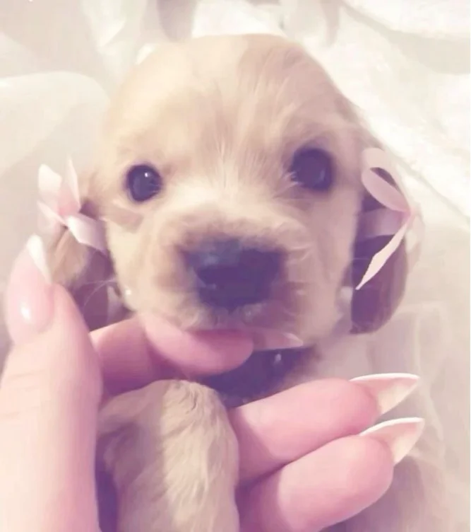 puppi gamer