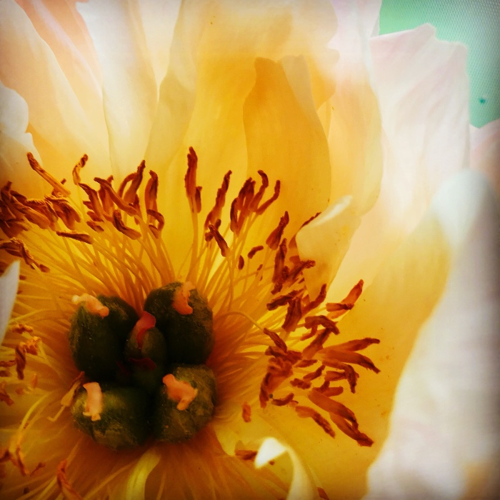 Flowers for Madame