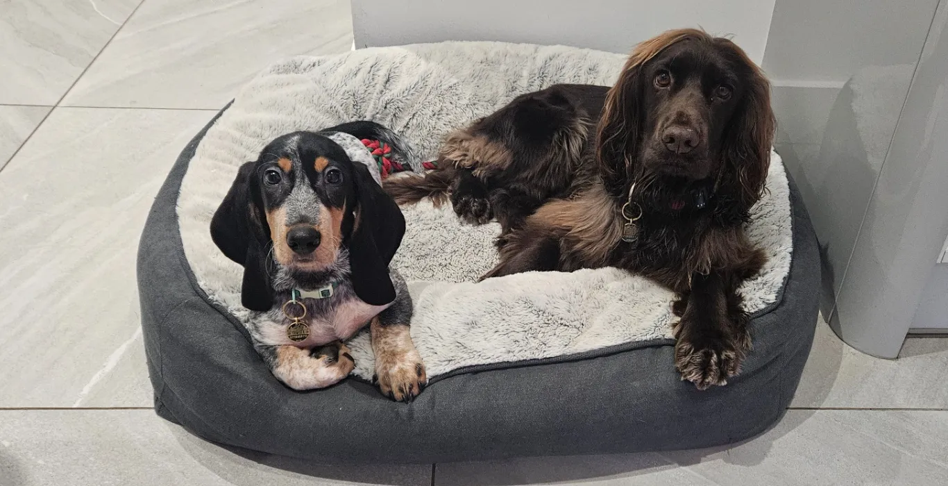 Treats for My Dogs
