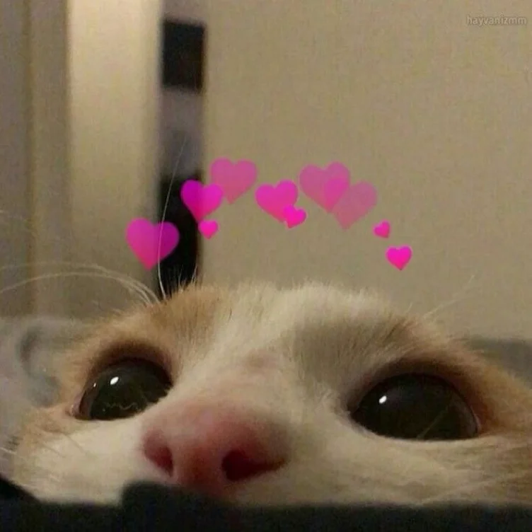 pwincess kitty fund 🐾