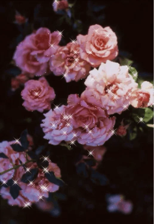 Flowers 💐 