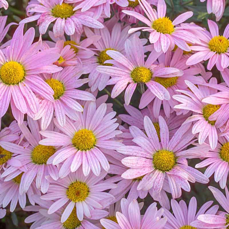 75 Daisies 