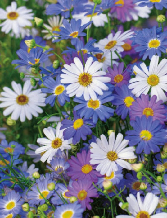 100 Daisies