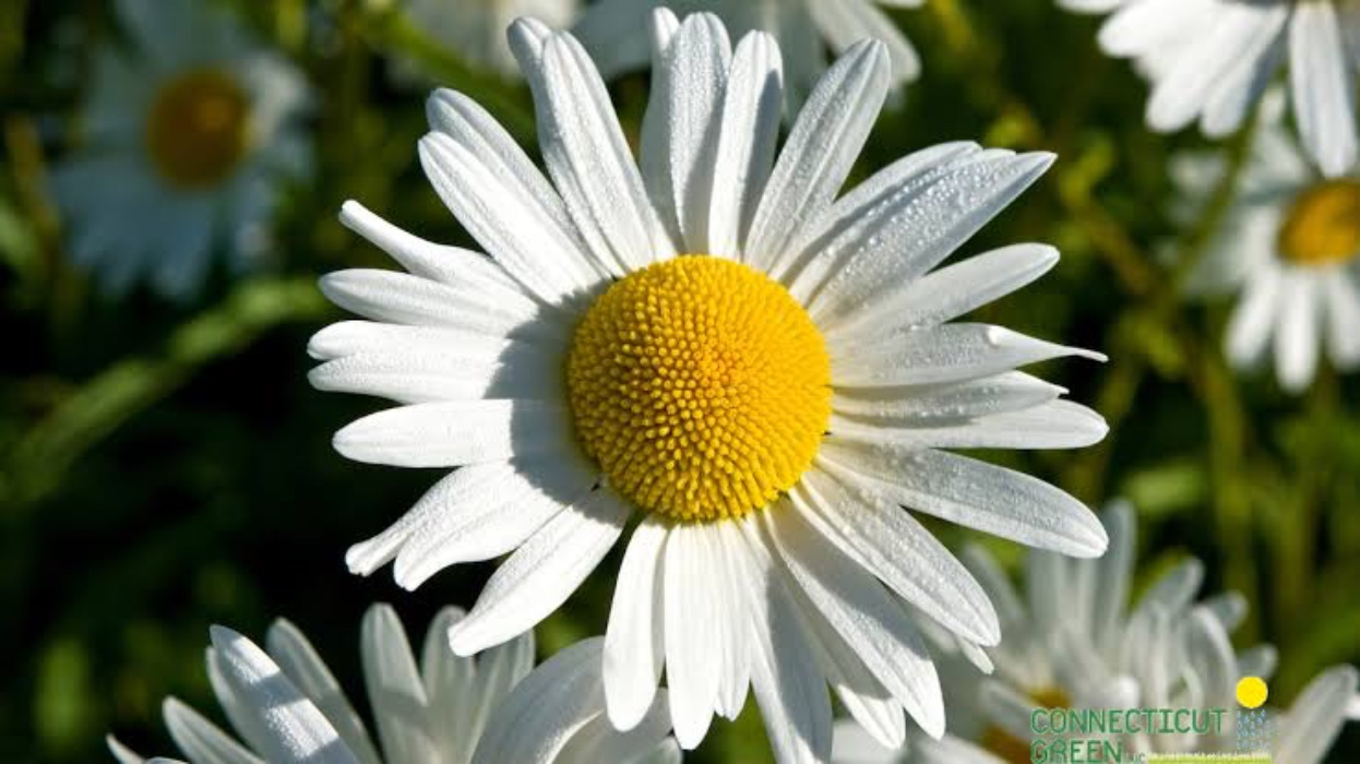 15 Daisies 