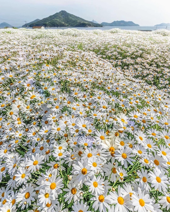 5K Daisies 🩵