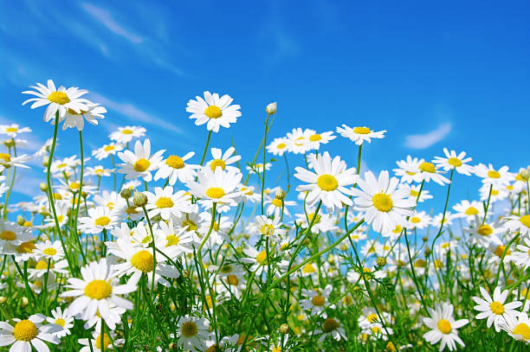 500 Daisies 