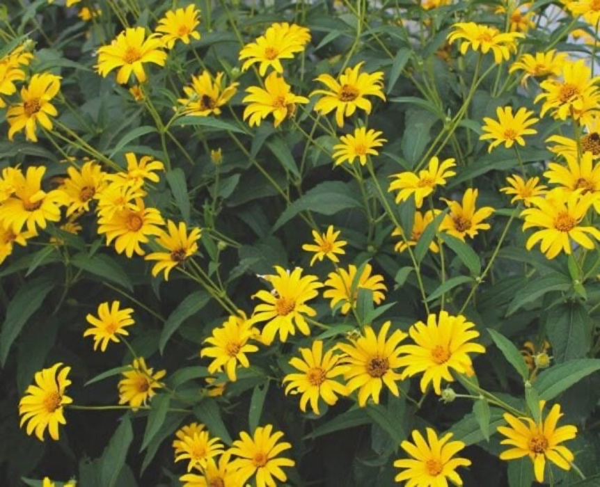 25 Daisies 